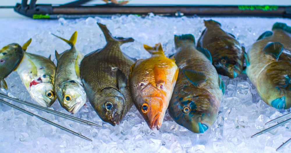 pesca deportiva puerto vallarta, pesca familiar bucerias, pesca bahía de banderas, fishing charter, fishing boat, book fishing in puerto vallarta