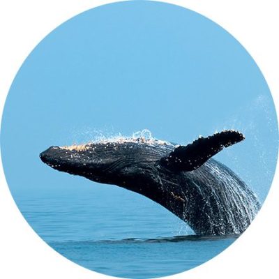ballena salto ballena salto